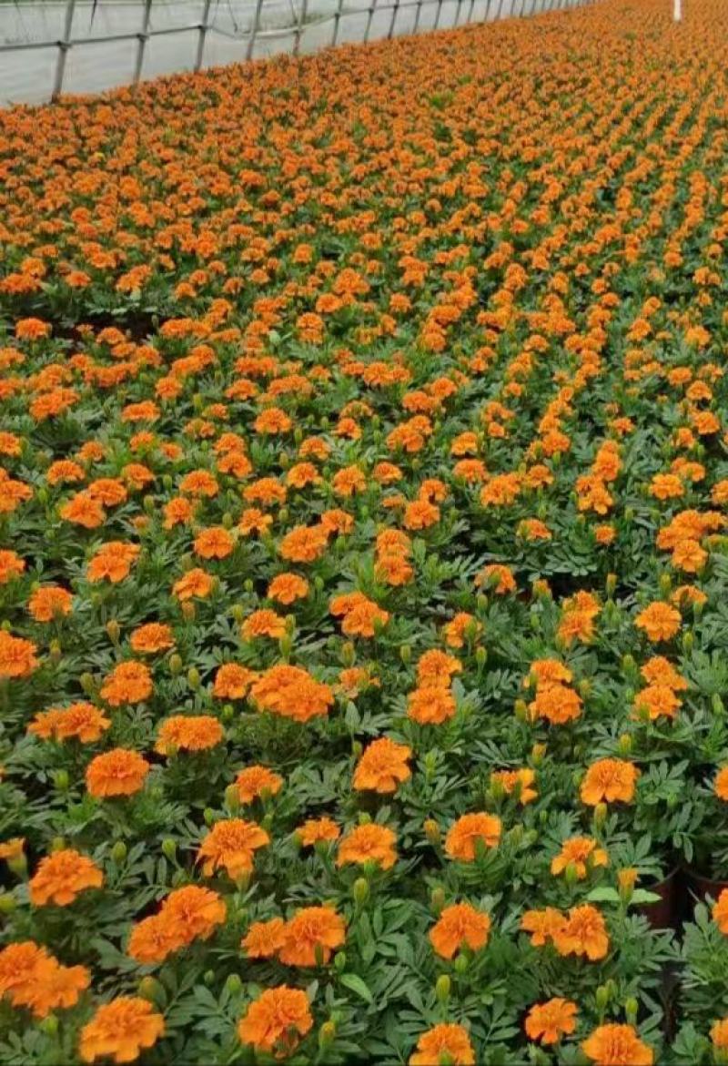 孔雀草花期长易成活自产自销一手货源大量供应