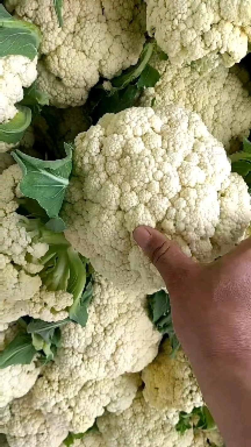 河南精品有机花菜大量上市，欢迎全国客商前来采购，代发全国