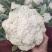 河南精品有机花菜大量上市，欢迎全国客商前来采购，代发全国