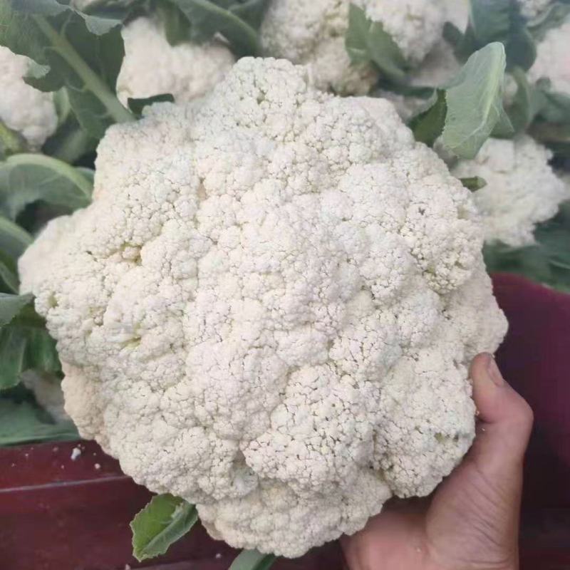 河南精品有机花菜大量上市，欢迎全国客商前来采购，代发全国