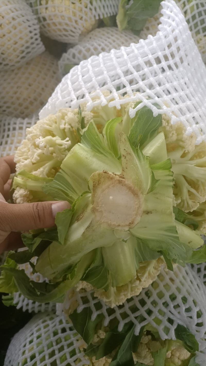 河南精品有机花菜大量上市，欢迎全国客商前来采购，代发全国