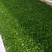【热卖】云南玉溪本地大白菜苗基地直供可视频看货欢迎来电