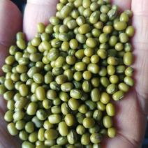 色选比重中颗粒的芽豆厂家直发欢迎咨询大量供应