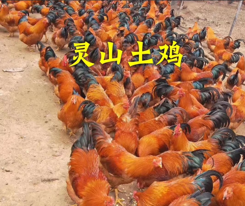 灵山土鸡苗土1.5土2公母都有包打疫苗包运输