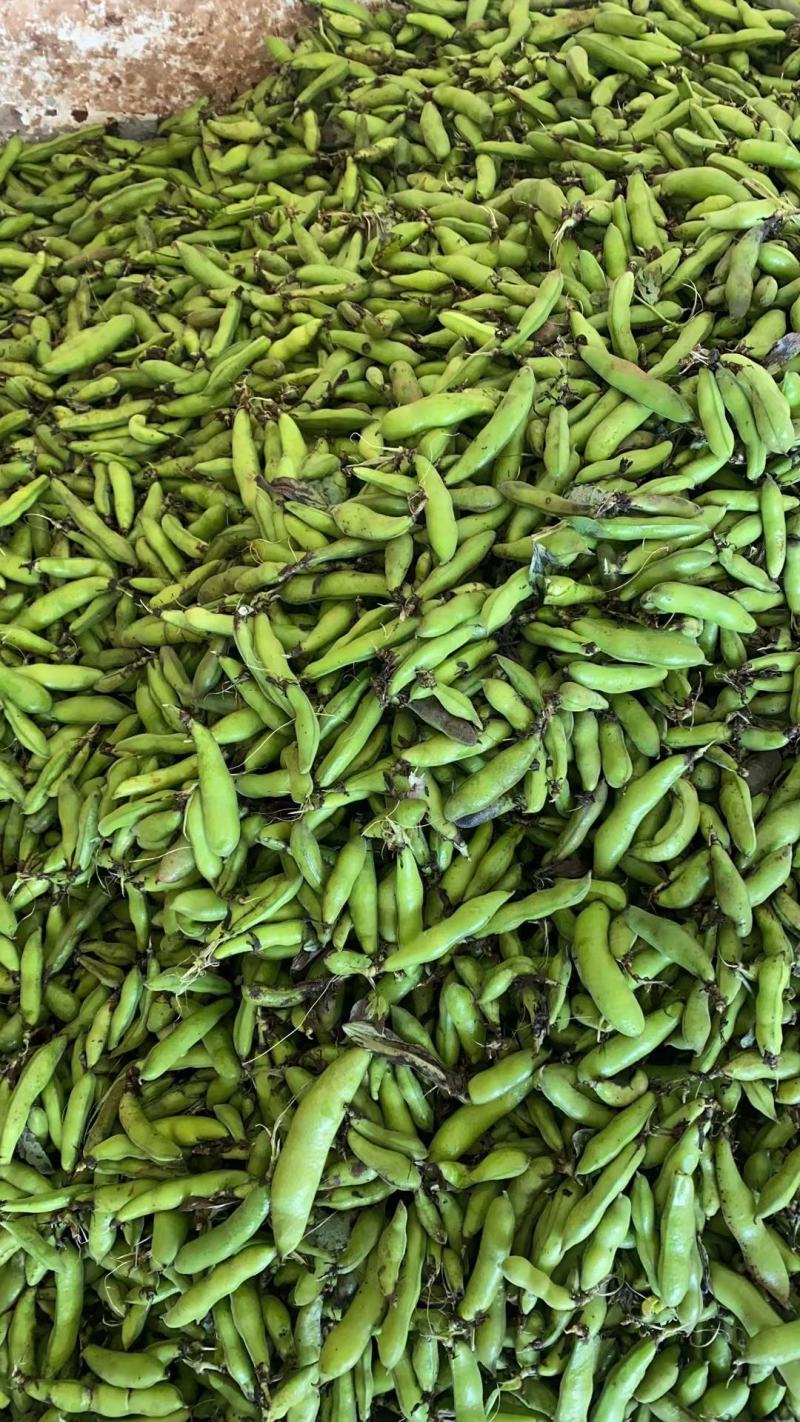大白胡豆上市了