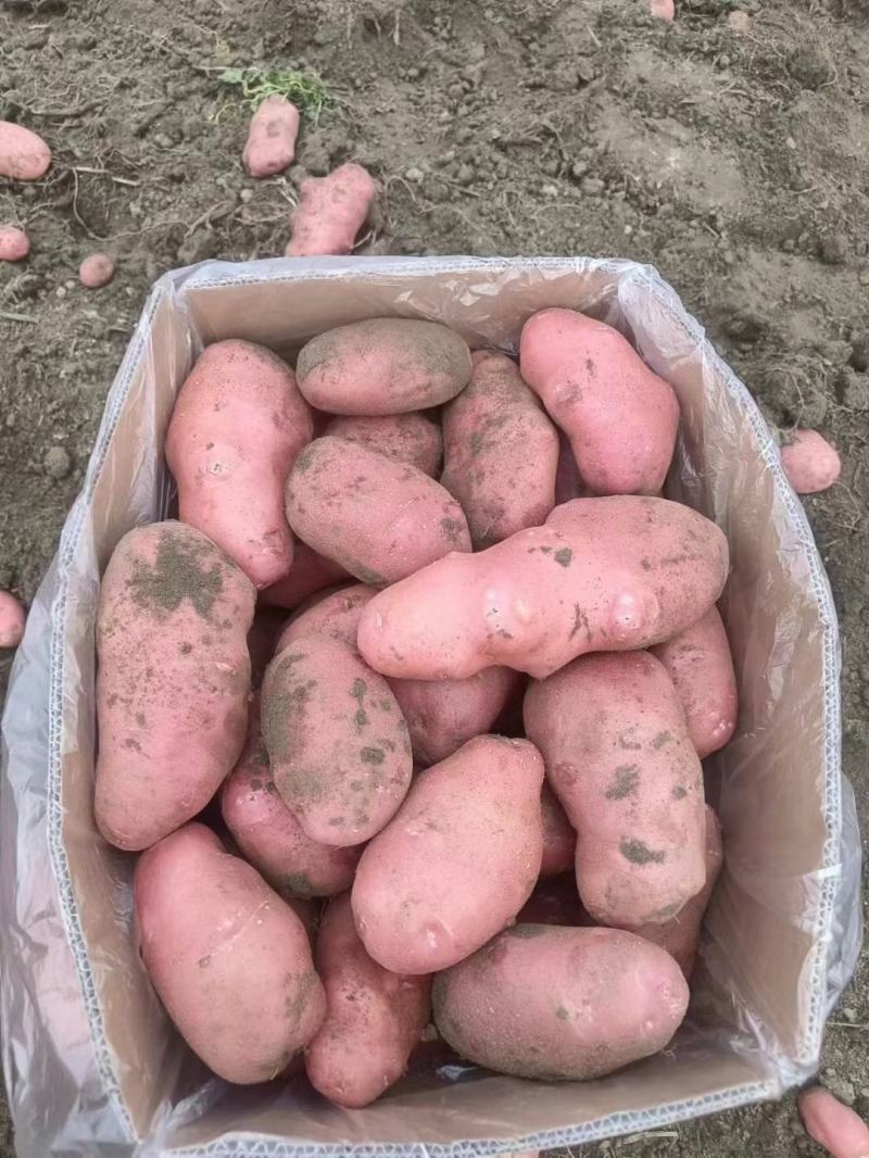 云南高原红皮黄心青薯九号土豆