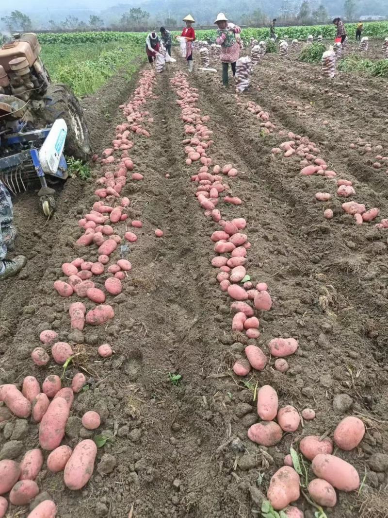 云南高原红皮黄心青薯九号土豆
