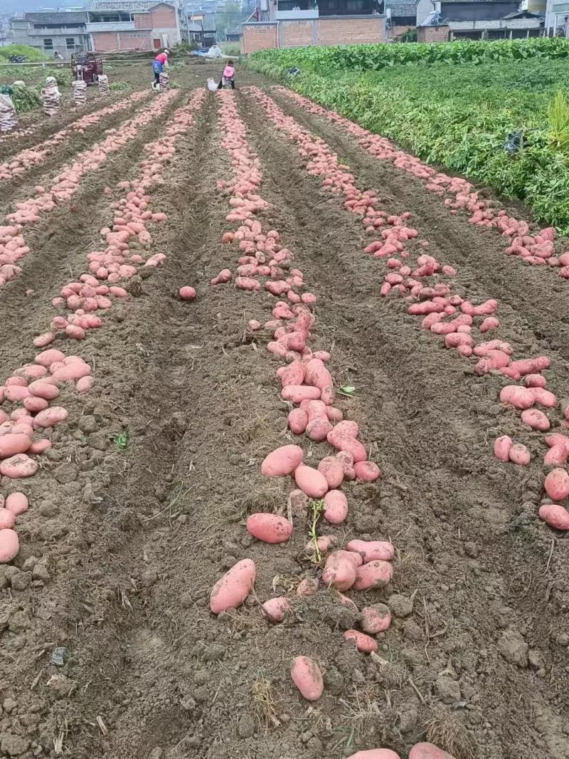 云南高原红皮黄心青薯九号土豆