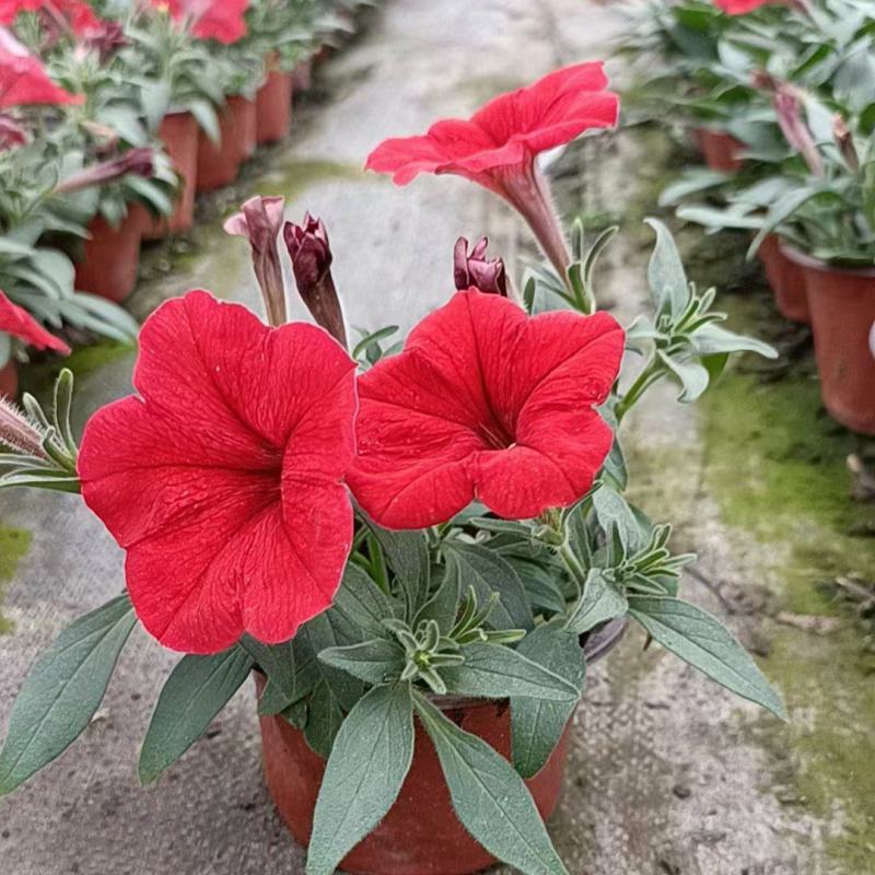 矮牵牛种苗垂吊矮牵牛阳台花园室内易活花苗花色艳丽可人