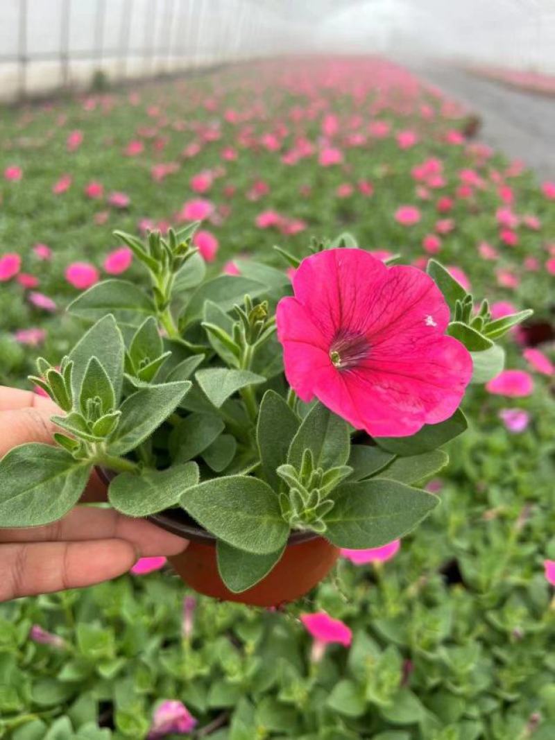 矮牵牛种苗垂吊矮牵牛阳台花园室内易活花苗花色艳丽可人