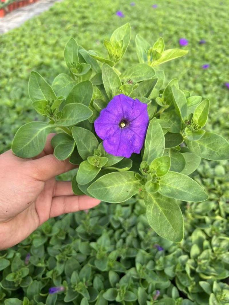 矮牵牛种苗垂吊矮牵牛阳台花园室内易活花苗花色艳丽可人