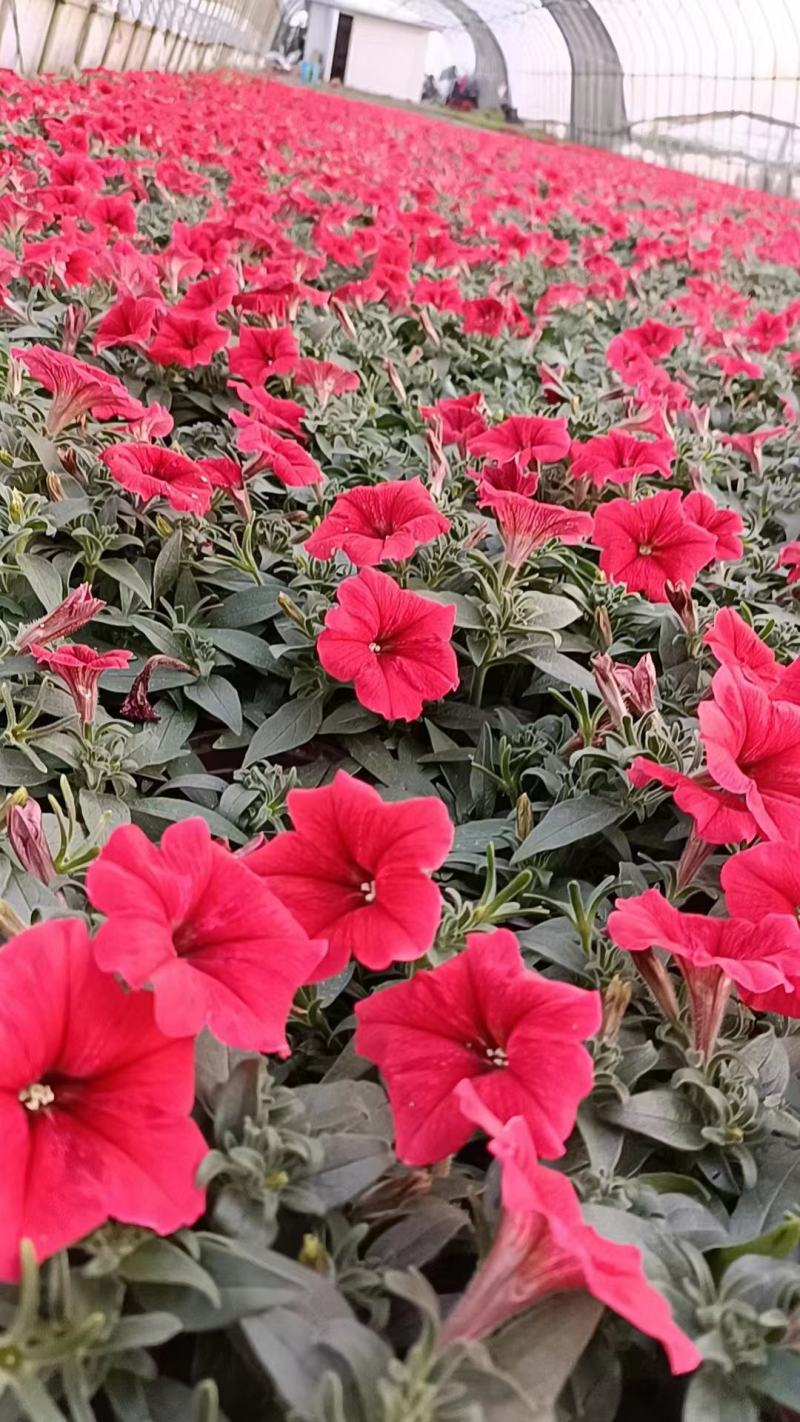 矮牵牛种苗垂吊矮牵牛阳台花园室内易活花苗花色艳丽可人