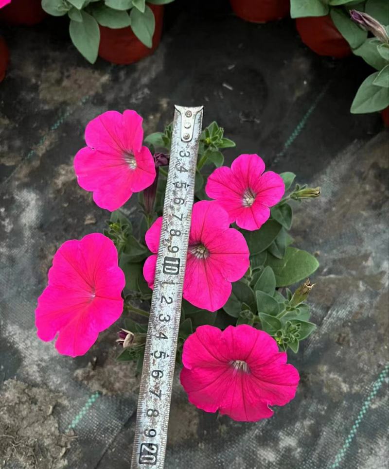 矮牵牛种苗垂吊矮牵牛阳台花园室内易活花苗花色艳丽可人