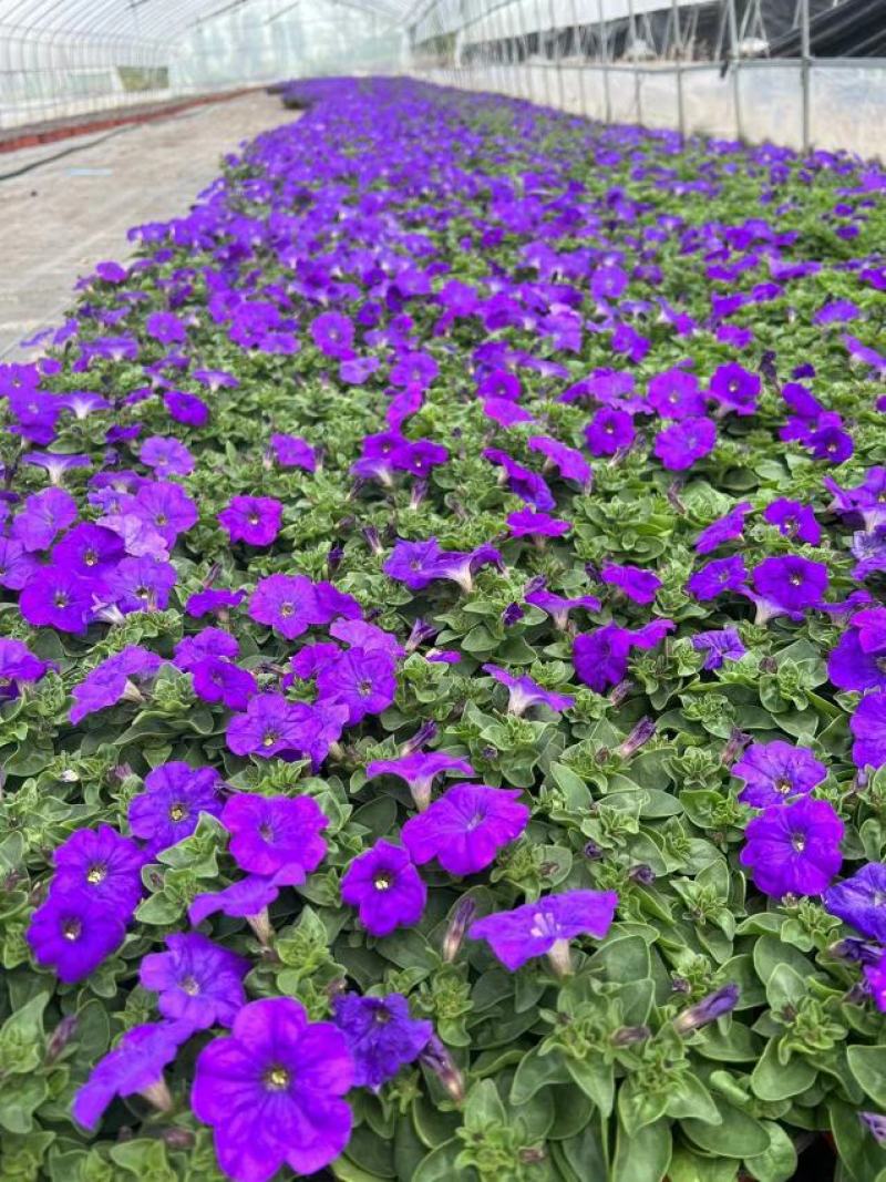 矮牵牛种苗垂吊矮牵牛阳台花园室内易活花苗花色艳丽可人