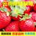 云南夏季草莓，基地直销，没有中间商赚差价，发往全国各地