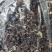 精品江西广昌县茶树菇五号菇10斤装