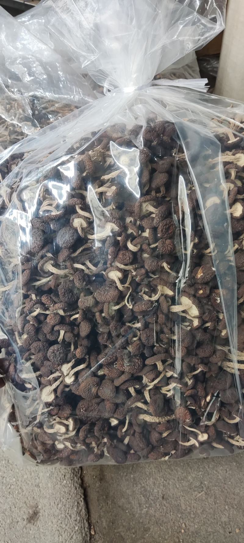 精品江西广昌县茶树菇五号菇10斤装