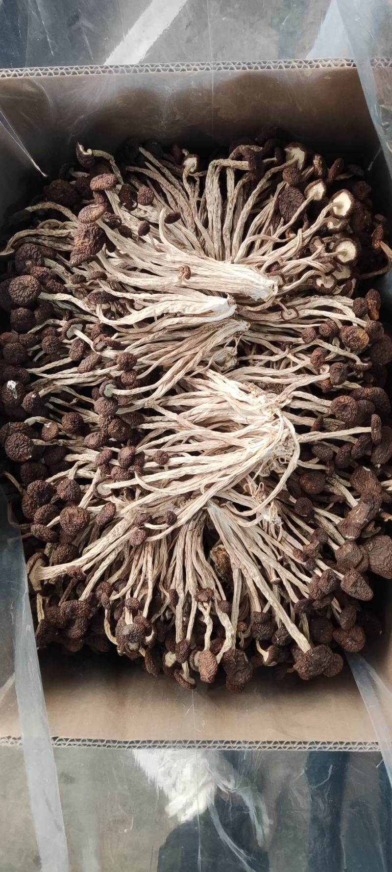 精品江西广昌县茶树菇五号菇10斤装