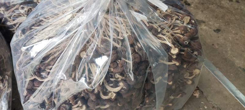 精品江西广昌县茶树菇五号菇10斤装