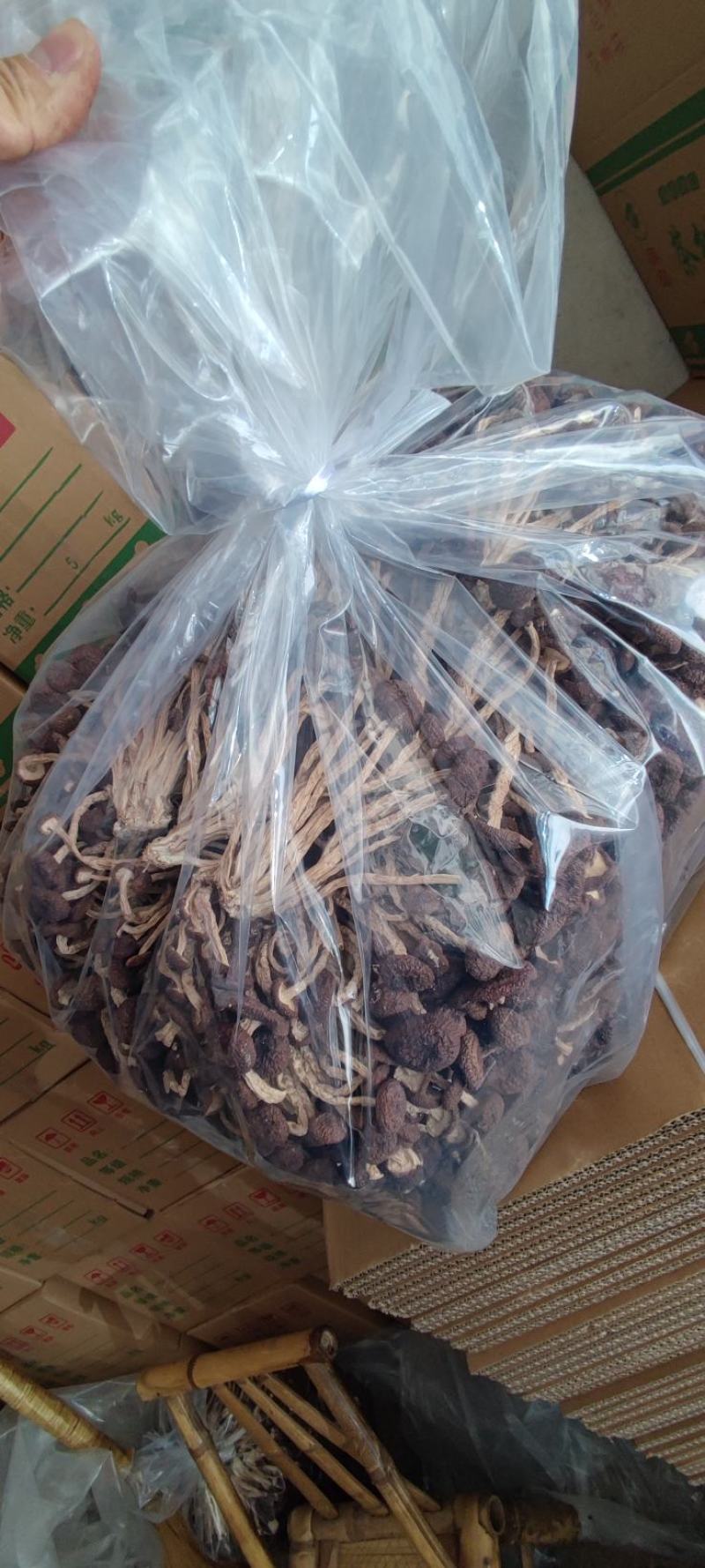 精品江西广昌县茶树菇五号菇10斤装