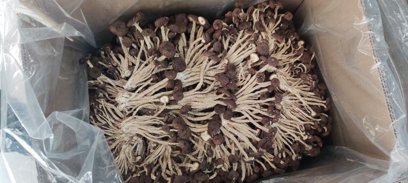 精品江西广昌县茶树菇五号菇10斤装