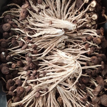 精品江西广昌县茶树菇五号菇10斤装