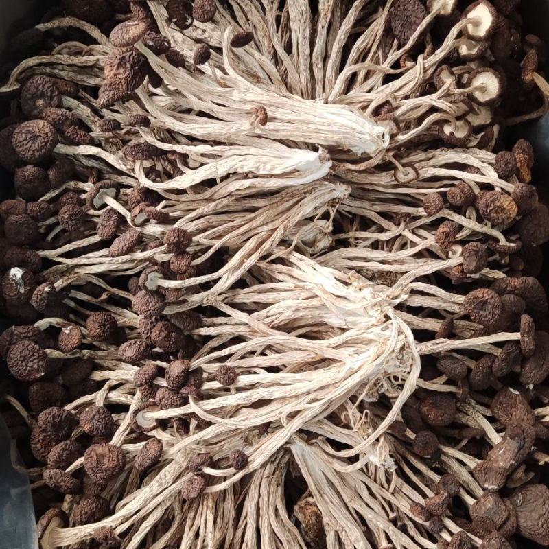 精品江西广昌县茶树菇五号菇10斤装