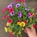 舞春花百万小玲色彩斑斓花镜园艺租摆观赏