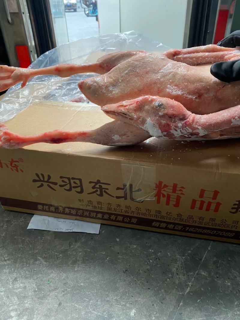 【牛商商家】东北精品鹅（120天）量大从优欢迎咨询
