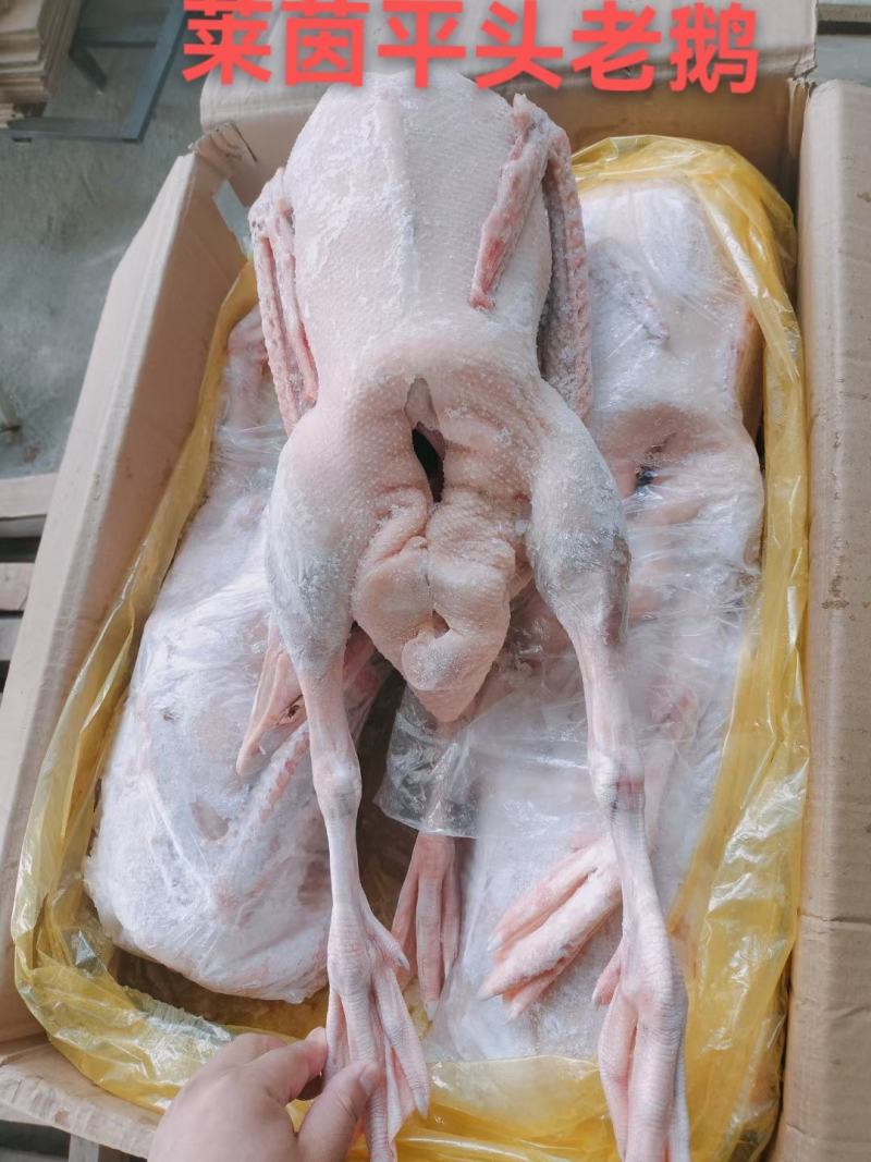 【牛商商家】东北精品鹅（120天）量大从优欢迎咨询