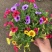 舞春花百万小玲色彩斑斓花镜园艺租摆观赏