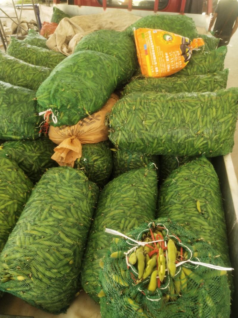 彭州本地大白胡豆