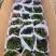 舞春花百万小玲色彩斑斓花镜园艺租摆观赏