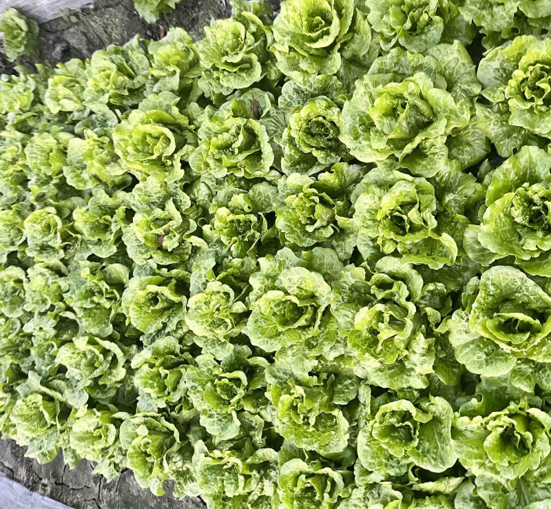 意大利生菜。长期供应，基地直供。成都基地发货