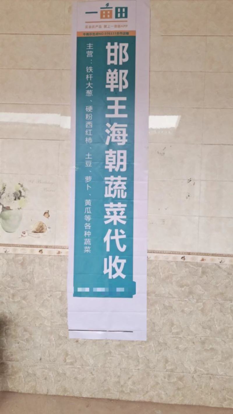 河北邯郸密刺黄瓜产地直发一手货源批发品质保证价格优惠