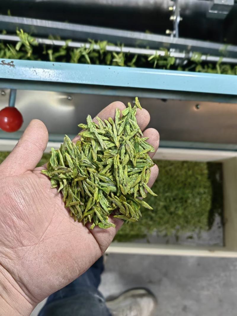 正宗杭州西湖龙井茶2024新茶自家茶园