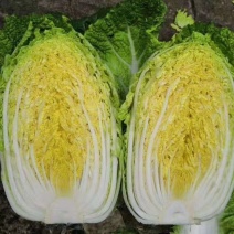 山东临沂黄心白菜，现场出货，产地批发，可视频看货精品货源