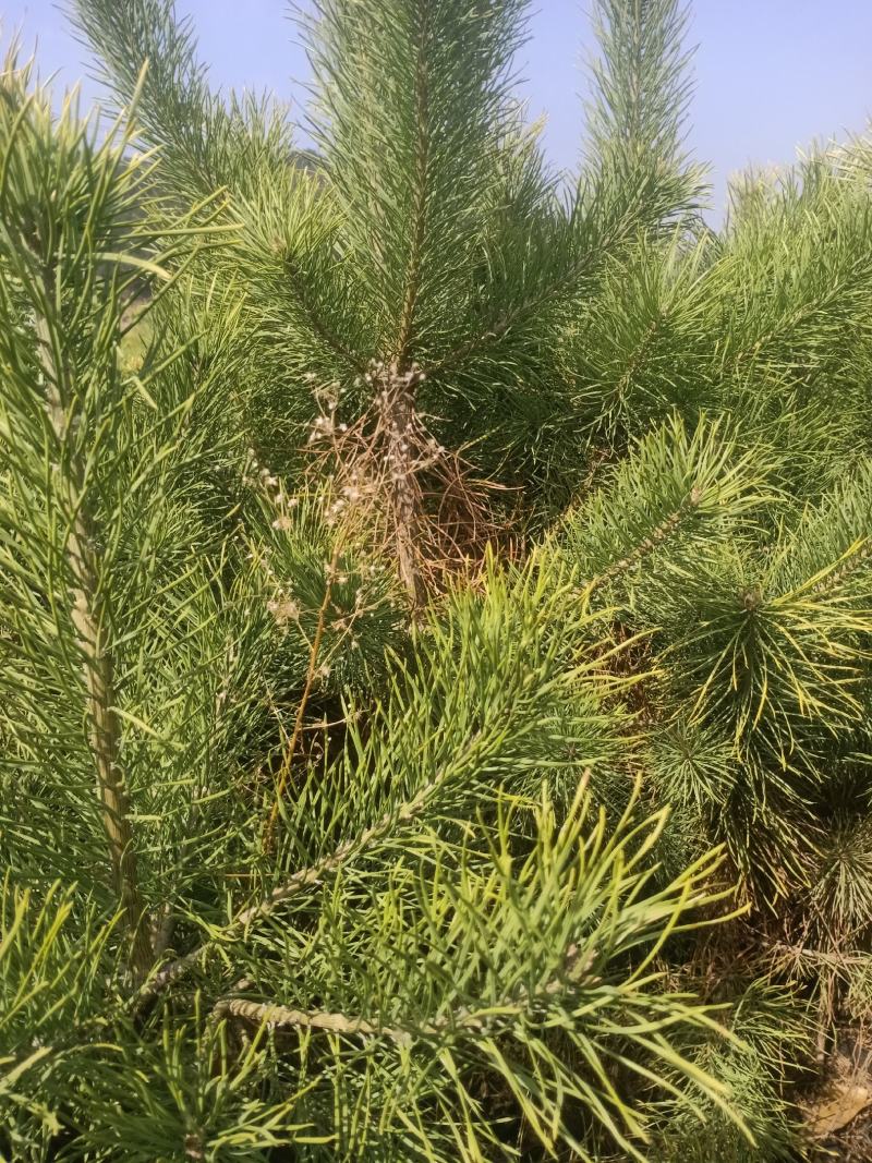 樟子松