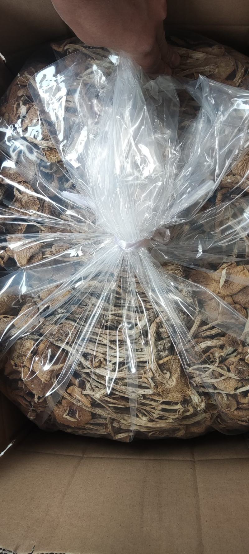 精品江西广昌县开伞茶树菇三号菇