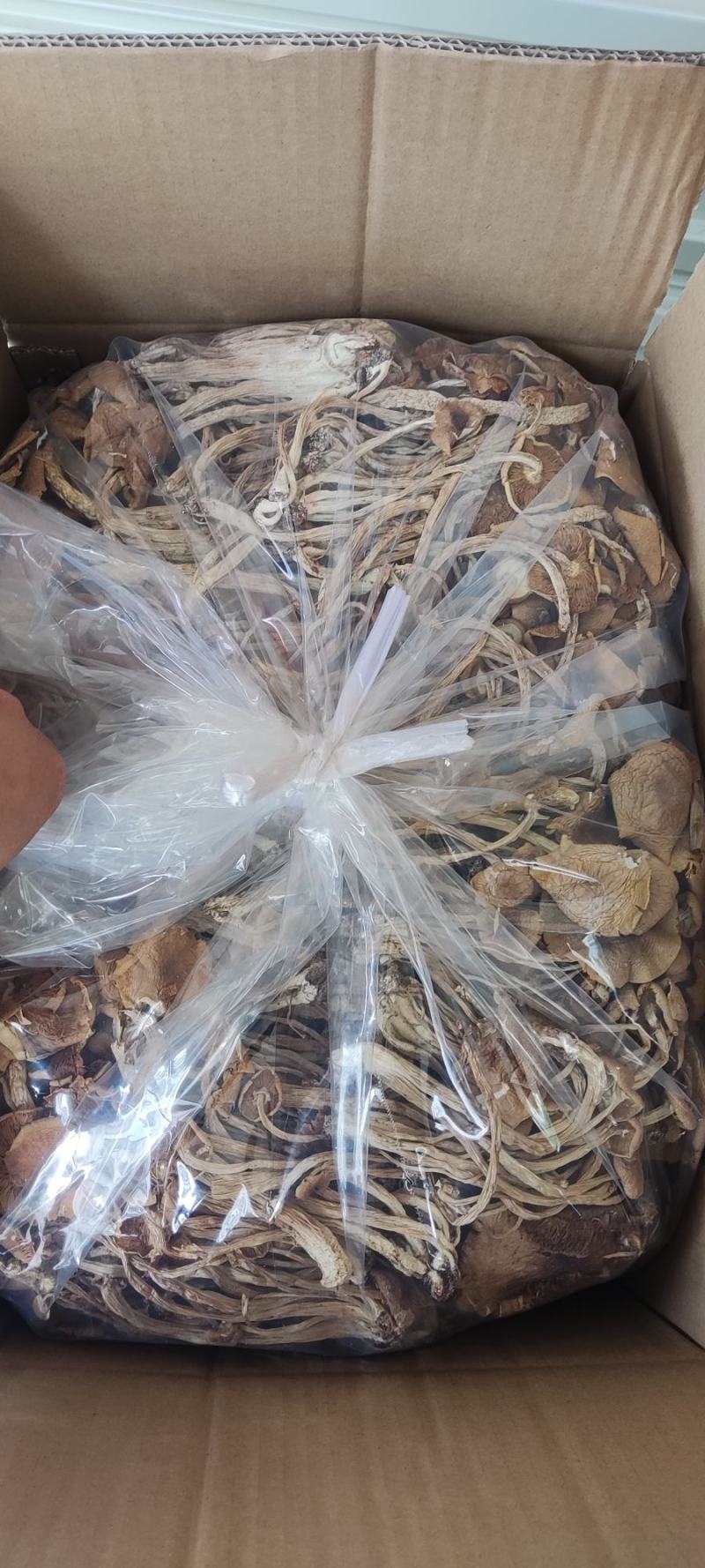 精品江西广昌县开伞茶树菇三号菇