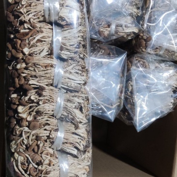 精品江西广昌县茶树菇3号菇扎把5斤*12包/件/