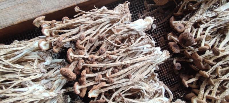 精品江西广昌县茶树菇3号菇扎把5斤*12包/件/