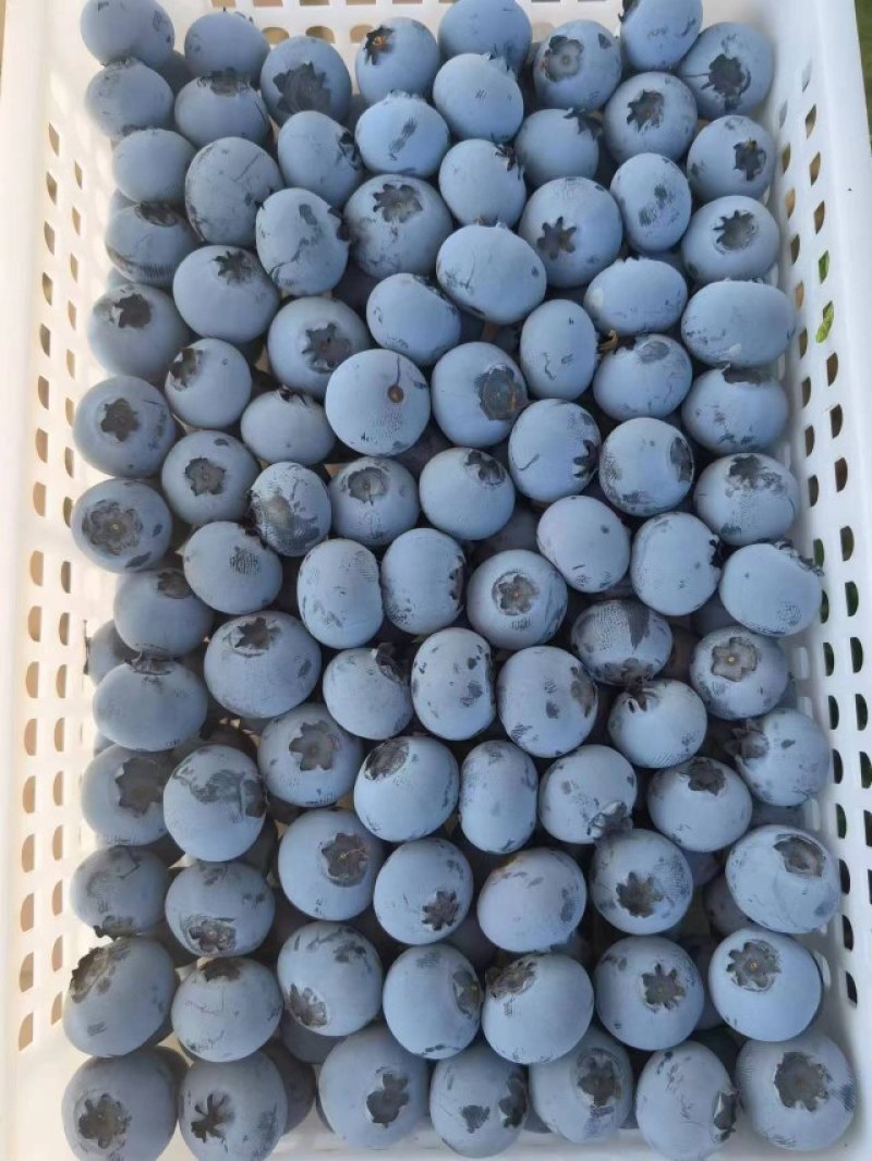 润鑫蓝莓基地直供