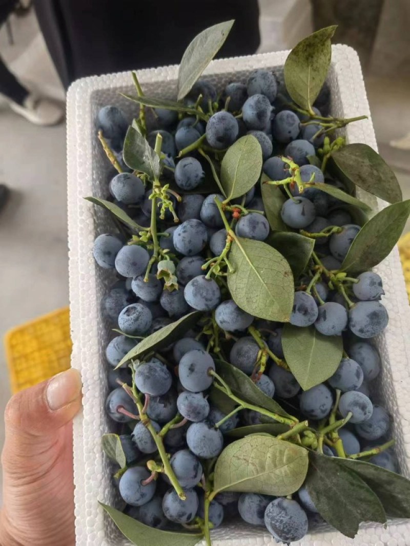 润鑫蓝莓基地直供