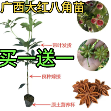 正東古龙大红（罗马品种）八角苗八角树苗矮化八角嫁接苗