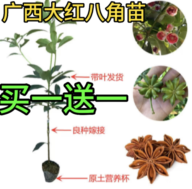 正東古龙大红（罗马品种）八角苗八角树苗矮化八角嫁接苗
