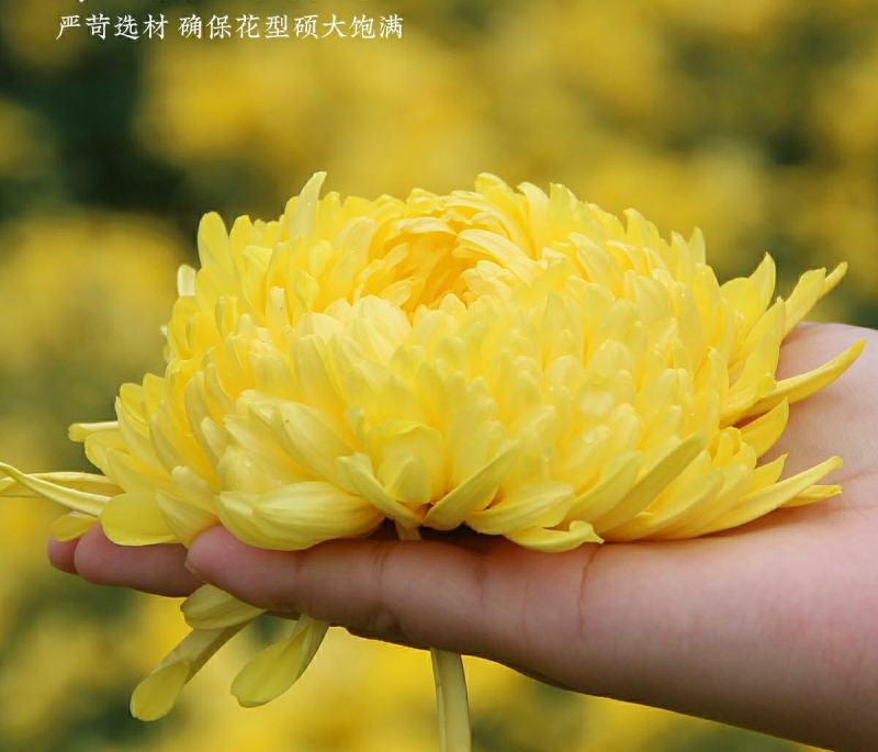 菊花茶金丝皇菊菊花茶一朵一杯大朵金丝皇菊一朵一杯大菊花