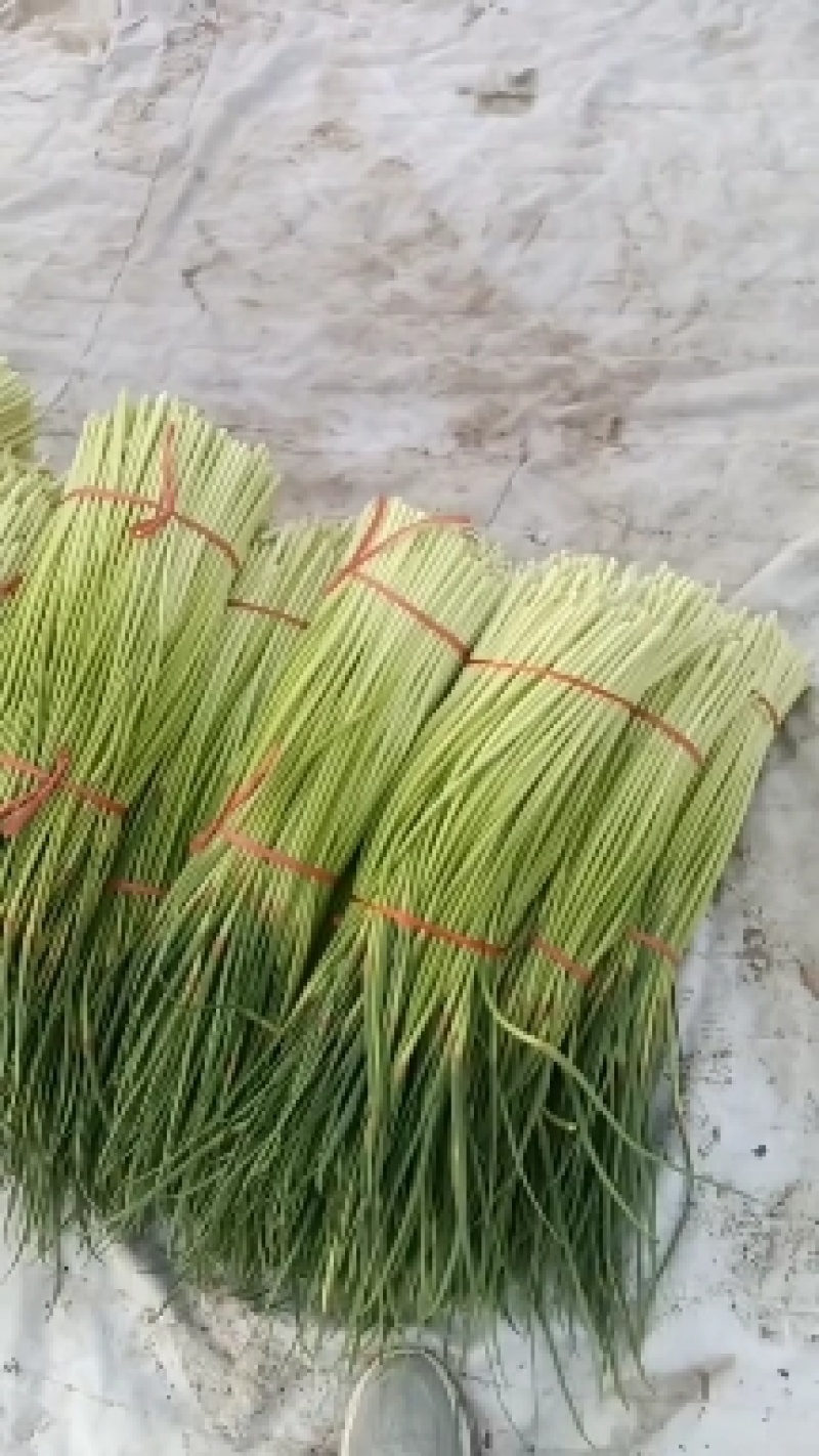 红帽蒜薹大量现货