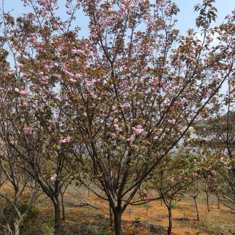 樱花苗江西晚樱地径12-15基地直发提供技术支持