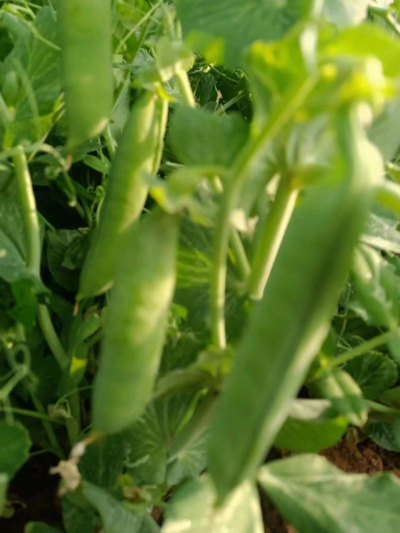 汉中豌豆青豌豆》产地直销全国发货、颗粒饱满视频看货，现货
